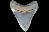 Serrated, Lower Megalodon Tooth - Glossy Enamel #86076-2